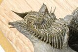 Triple Erbenochile Trilobite Association - Foum Zguid, Morocco #381177-11